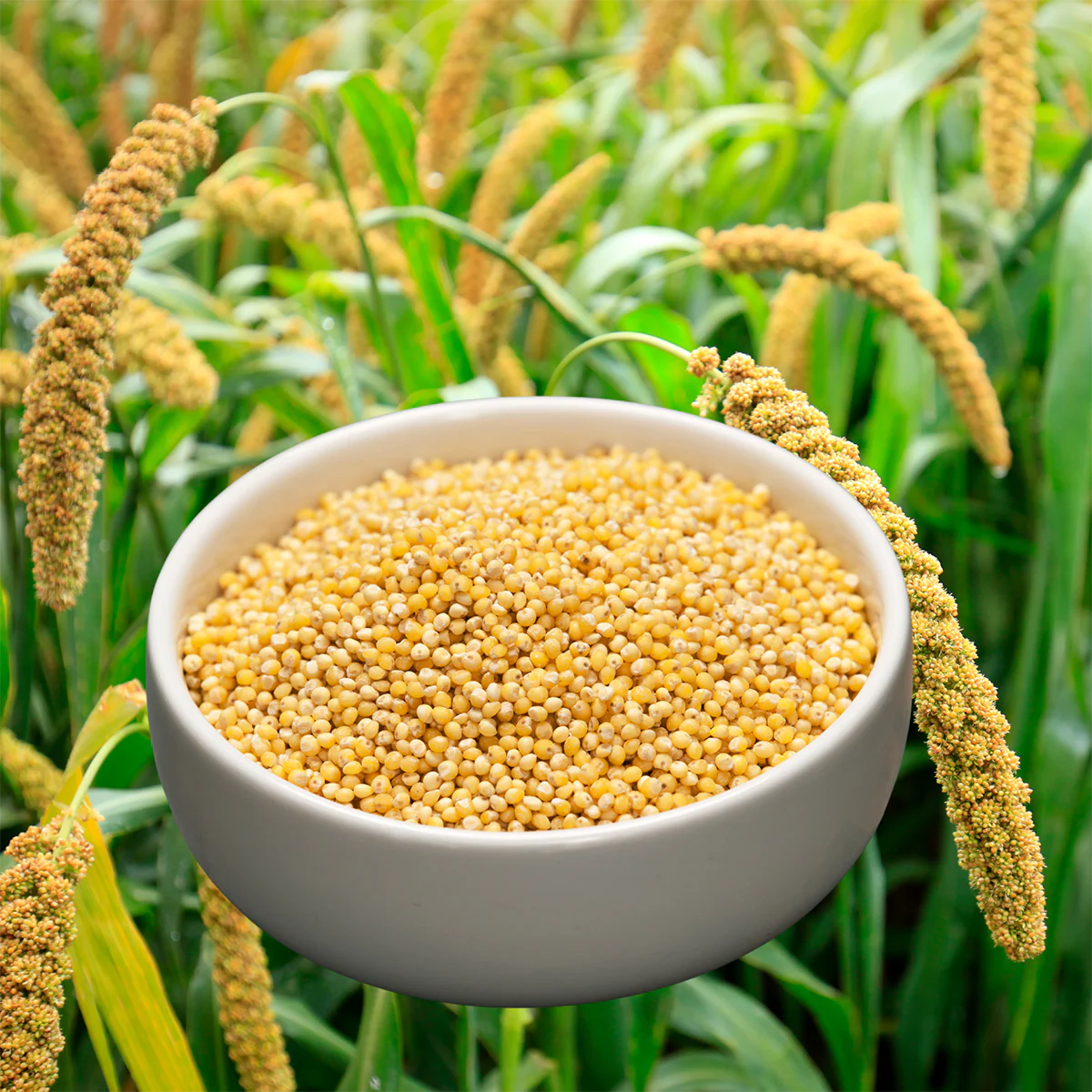 Foxtail Millet / कंगनी