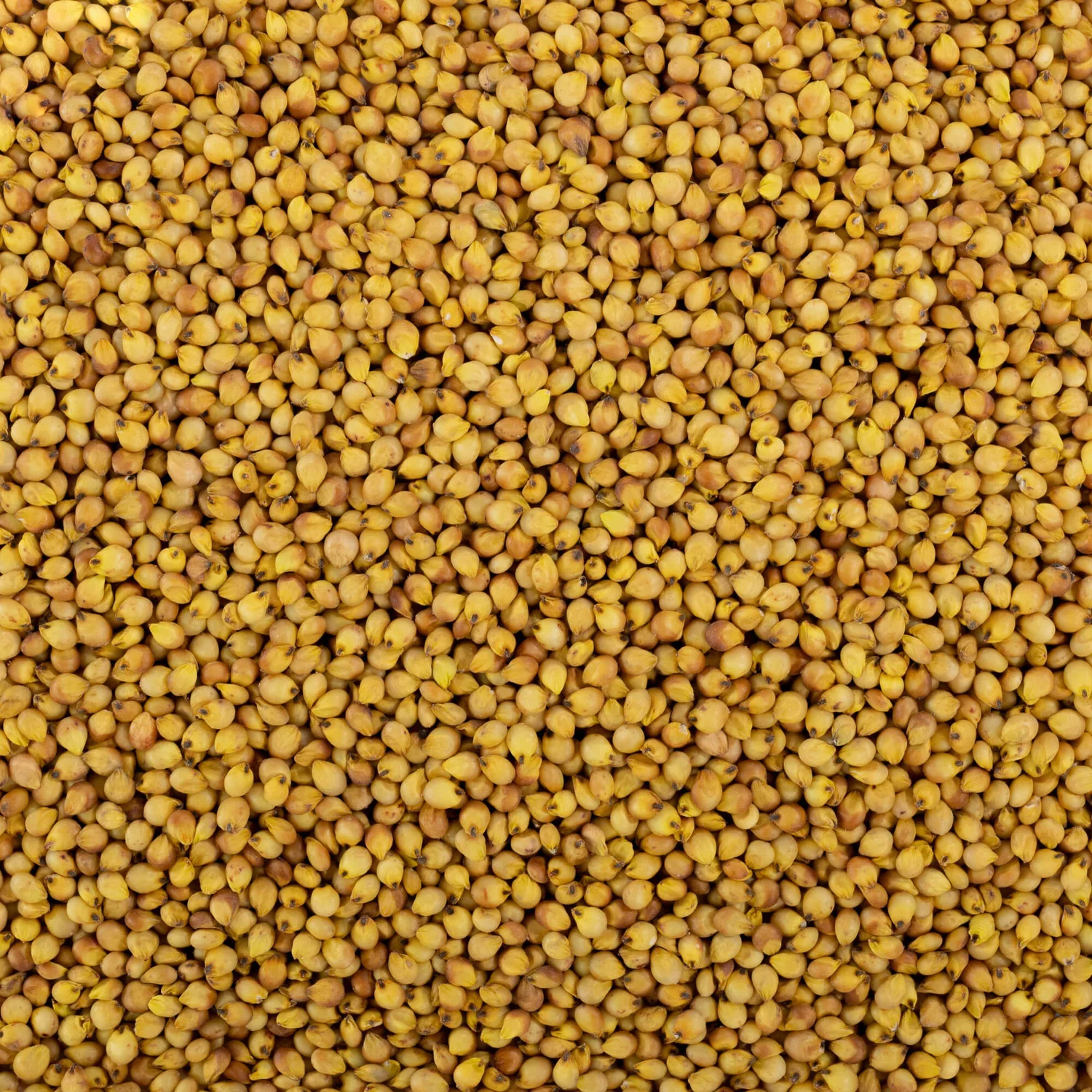 Jowar Millet / ज्वार