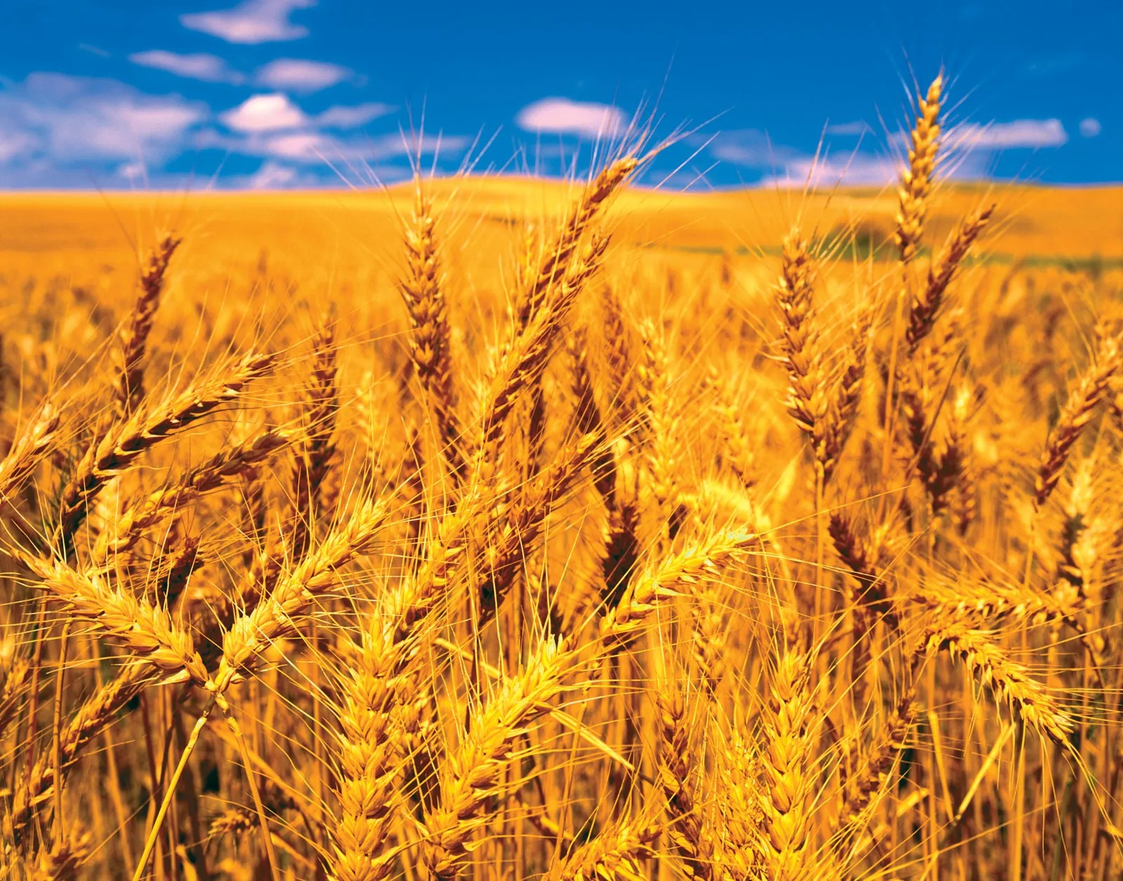 Healthy Grains and Food Products