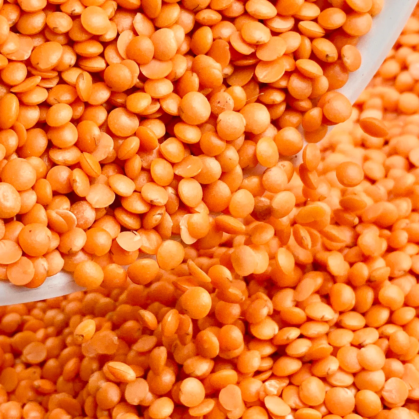Masoor Dal / मसूर दाल