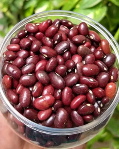 Rajma / राजमा
